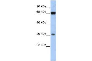 Western Blotting (WB) image for anti-MGC45491 antibody (ABIN2459931) (MGC45491 anticorps)
