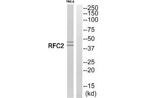 Western blot analysis of extracts from HeLa cells, using RFC2 antibody. (RFC2 anticorps  (Internal Region))