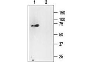Western blot analysis of rat brain membranes: - 1. (NGFR anticorps  (Intracellular))