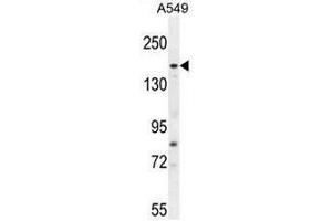 FGD6 Antibody (C-term) western blot analysis in A549 cell line lysates (35µg/lane). (FGD6 anticorps  (C-Term))