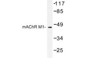 Image no. 1 for anti-Muscarinic Acetylcholine Receptor M1 (CHRM1) antibody (ABIN317696) (CHRM1 anticorps)