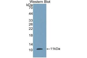 Detection of Recombinant DEFb1, Porcine using Polyclonal Antibody to Defensin Beta 1 (DEFb1) (beta Defensin 1 anticorps  (AA 24-64))