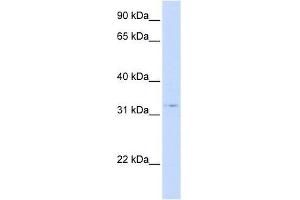 STX1A antibody (70R-10562) used at 0. (STX1A anticorps  (N-Term))