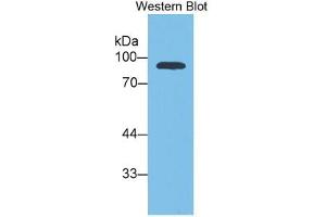 Rabbit Detection antibody from the kit in WB with Positive Control: Human U87MG cell lysate. (VGF Kit ELISA)