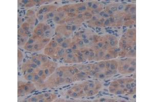 IHC-P analysis of liver tissue, with DAB staining. (ADAMTS13 anticorps  (AA 896-1131))