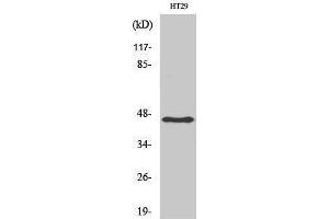 Western Blotting (WB) image for anti-Keratin 18 (KRT18) (Ser726), (Ser731) antibody (ABIN3184229) (Cytokeratin 18 anticorps  (Ser726, Ser731))
