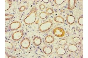 Immunohistochemistry of paraffin-embedded human kidney tissue using ABIN7143993 at dilution of 1:100