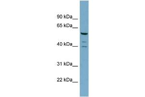 WB Suggested Anti-RABGEF1  Antibody Titration: 0. (RABGEF1 anticorps  (N-Term))