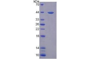 SDS-PAGE analysis of Mouse Interleukin 33 Protein. (IL-33 Protéine)
