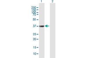 Western Blot analysis of TAF5L expression in transfected 293T cell line by TAF5L MaxPab polyclonal antibody. (TAF5L anticorps  (AA 1-325))