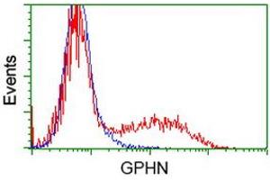 HEK293T cells transfected with either RC205986 overexpress plasmid (Red) or empty vector control plasmid (Blue) were immunostained by anti-GPHN antibody (ABIN2454122), and then analyzed by flow cytometry. (Gephyrin anticorps)