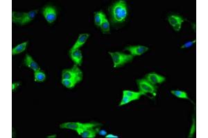 Immunofluorescent analysis of Hela cells using ABIN7160855 at dilution of 1:100 and Alexa Fluor 488-congugated AffiniPure Goat Anti-Rabbit IgG(H+L)