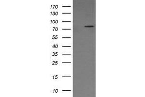 Image no. 1 for anti-SEC14 and Spectrin Domains 1 (SESTD1) antibody (ABIN1501067) (SESTD1 anticorps)