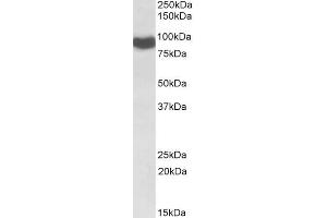 ABIN571235 (0. (POR anticorps  (Internal Region))
