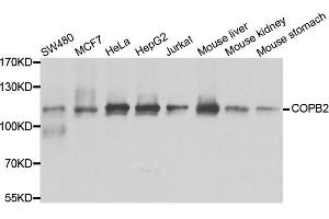 Western blot analysis of extracts of various cell lines, using COPB2 antibody. (COPB2 anticorps  (AA 657-906))