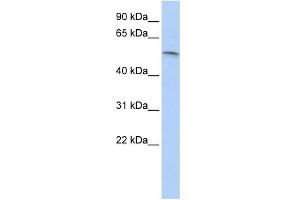 WB Suggested Anti-PAX7 Antibody Titration: 0. (PAX7 anticorps  (N-Term))