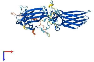 AlphaFold protein structure predicition of Human Recombinant ARRB2 Protein, UniprotID P32121