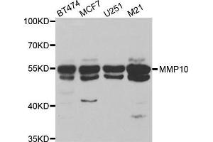 Western blot analysis of extracts of various cell lines, using MMP10 antibody. (MMP10 anticorps)