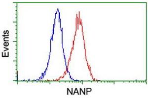 Image no. 3 for anti-N-Acetylneuraminic Acid Phosphatase (NANP) antibody (ABIN1499635) (NANP anticorps)