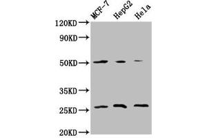 Western Blot Positive WB detected in: MCF-7 whole cell lysate, HepG2 whole cell lysate, Hela whole cell lysate All lanes: MT-CO2 antibody at 5. (COX2 anticorps  (AA 83-227))