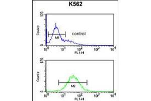 Flow cytometric analysis of K562 cells (bottom histogram) compared to a negative control cell (top histogram). (TELO2 anticorps  (C-Term))