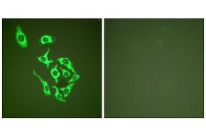 Immunofluorescence analysis of HepG2 cells, using HSP60 antibody (ABIN5976430). (HSPD1 anticorps  (C-Term))