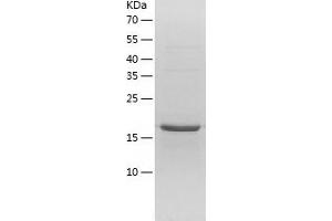 Western Blotting (WB) image for RNA Polymerase II TBP-Associated Factor Subunit G (TAF9) (AA 1-172) protein (His tag) (ABIN7124930) (TAF9 Protein (AA 1-172) (His tag))