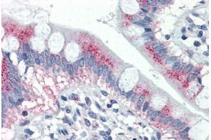 Human Small Intestine (formalin-fixed, paraffin-embedded) stained with MUC5AC antibody ABIN337160 at 10 ug/ml followed by biotinylated anti-mouse IgG secondary antibody ABIN481714, alkaline phosphatase-streptavidin and chromogen.