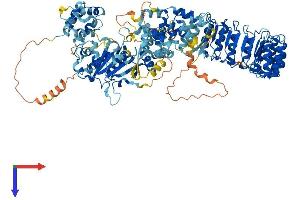 AlphaFold protein structure predicition of Human Recombinant NLRP3 Protein, UniprotID Q96P20