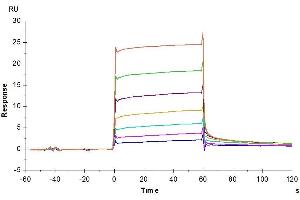 Cynomolgus M-CSF R, His Tag immobilized on CM5 Chip can bind Cynomolgus M-CSF, His Tag with an affinity constant of 0.