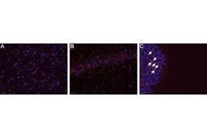 Expression of B1 bradykinin receptor in rat CNS - Immunohistochemical staining of frozen rat brain section (A & B) and cerebellum (C) using Anti-B1 Bradykinin Receptor (BDKRB1) Antibody (ABIN7042967, ABIN7043940 and ABIN7043941), (1:50).