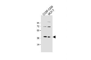 All lanes : Anti-OGN Antibody (N-term K75) at 1:500 dilution Lane 1: CCRF-CEM whole cell lysate Lane 2: MCF-7 whole cell lysate Lysates/proteins at 20 μg per lane. (OGN anticorps  (C-Term))