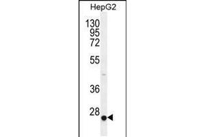 Western blot analysis in HepG2 cell line lysates (35ug/lane). (CACNG6 anticorps  (AA 108-136))