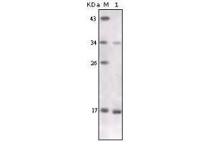 Western Blot showing TNF-alpha antibody used against TNF-alpha recombinant protein. (TNF alpha anticorps)
