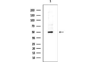 Western blot analysis of lysates from Rat testis, using CD4 Mouse Monoclonal Antibody at 1/1000 dilution.