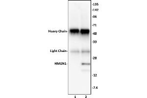 HMGN1 antibody (pAb) tested by Immunoprecipitation.
