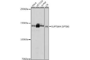 Western blot analysis of extracts of various cell lines, using SUPT16H (SPT16) antibody (ABIN7267097) at 1:1000 dilution. (SUPT16H anticorps)