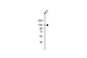 Anti-ITGA7 Antibody (N-term)at 1:4000 dilution + A431 whole cell lysates Lysates/proteins at 20 μg per lane.