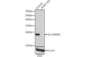 Western blot analysis of extracts from normal (control) and DJ-1/P knockout (KO) 293T cells, using DJ-1/P antibody (ABIN3021234, ABIN3021235, ABIN3021236 and ABIN1513307) at 1:1000 dilution. (PARK7/DJ1 anticorps  (AA 1-189))