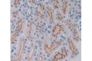 IHC-P analysis of kidney tissue, with DAB staining. (A4GALT anticorps  (AA 23-288))
