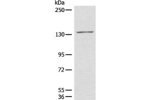 Western blot analysis of 231 cell lysate using HIPK2 Polyclonal Antibody at dilution of 1:850 (HIPK2 anticorps)