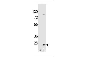 Western blot analysis of UBE2H (arrow) using rabbit polyclonal UBE2H Antibody  (ABIN650698 and ABIN2839162). (UBE2H anticorps  (C-Term))