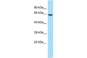 Host: Rabbit Target Name: CDADC1 Sample Type: 293T Whole Cell lysates Antibody Dilution: 1. (CDADC1 anticorps  (C-Term))