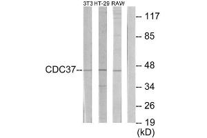 Western Blotting (WB) image for anti-Cell Division Cycle 37 Homolog (S. Cerevisiae) (CDC37) (Internal Region) antibody (ABIN1850254) (CDC37 anticorps  (Internal Region))