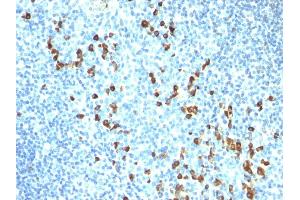 Formalin-fixed, paraffin-embedded human Tonsil stained with IgM Mouse Monoclonal Antibody (ICO-30). (IGHM anticorps)
