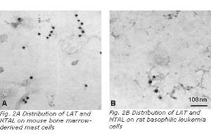 Image no. 2 for anti-Linker For Activation of T Cells Family, Member 2 (LAT2) (AA 30-203) antibody (ABIN238345)