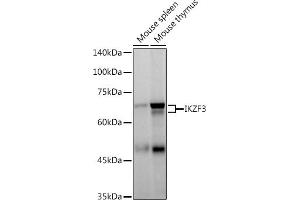 IKZF3 antibody