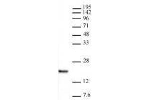 Histone H3K4me1 antibody (rAb) tested by Western blot.