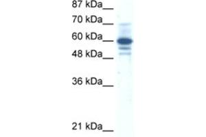 Western Blotting (WB) image for anti-Zinc Finger Protein 276 (ZNF276) antibody (ABIN2461302) (ZNF276 anticorps)