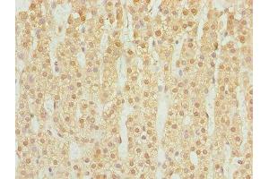 Immunohistochemistry of paraffin-embedded human adrenal gland tissue using ABIN7169532 at dilution of 1:100